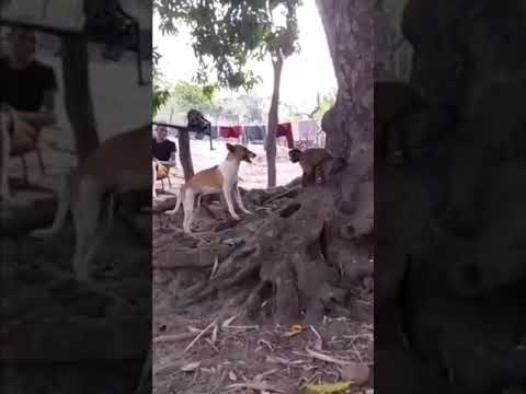 firulais vs king Kong #firulais #kingkong #kong #perros  #mono #pelea #fyp #parati #viral