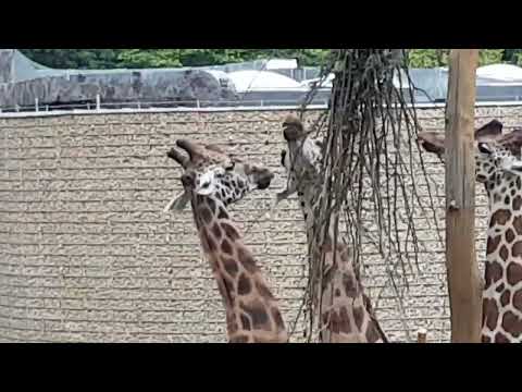 #Krakow#Zoo#Giraffes#3