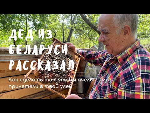 Как сделать так, чтобы пчелы сами прилетели в улей? Рассказываю