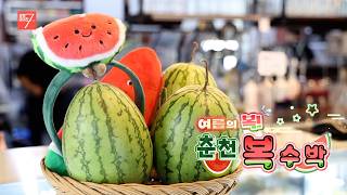 여름의 복! 춘천 복수박 / 강원매거진7 / [농부가] / G1방송 / 260731