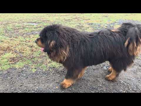 Chinese Tibetan Mastiff Amadeus