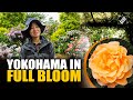 Yokohama Blooms With Colourful Roses And Lush Greenery