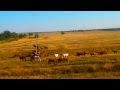 Доброе утро из окна поезда по Ростовской области 