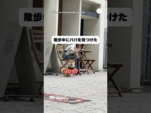 散歩中にパパを見つけた豆柴🐶　#豆柴　#柴犬　#犬　#かわいい犬 #癒し