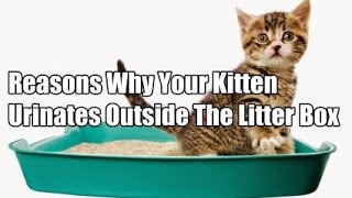 preview picture of video 'The Reasons Why Your Kitten Urinates Outside The Litter Box'