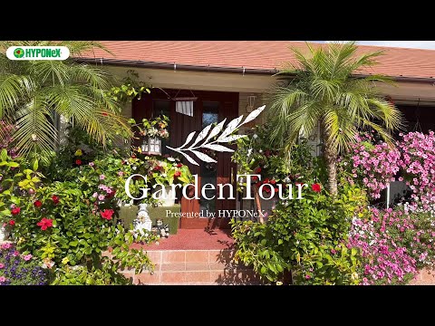 園芸 ドワーフヤシ、地中海ヤシ