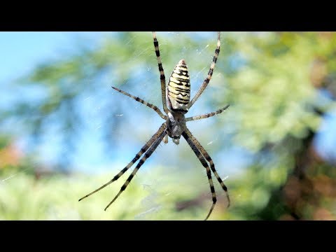 Mit ittál a paraziták fórumán - Különböző paraziták Típusú férgek és paraziták az emberekben