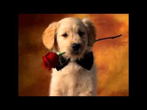 WHINDERSSON NUNES - DO ZERO