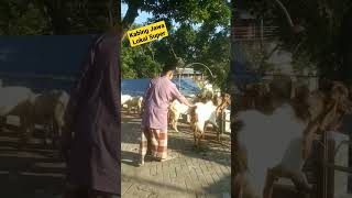Download lagu Kambing Jawa Loka Super | Kambing Etawa - Kambing Gibas - Kambing Lokal mp3