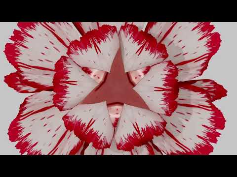 Archer Oh - Dianthus [Lyric Video]