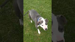 Video preview image #1 Mutt Puppy For Sale in Clarkston, MI, USA