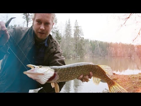 Hauen täkyongintaa |  Kalastus ja onginta (hauki)