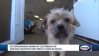 Veterinarians warn of outbreak of serious respiratory infections in dogs