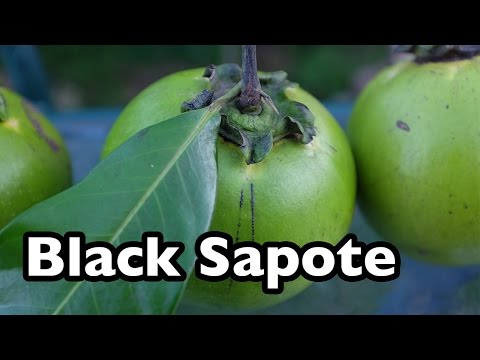 image-How long does it take for black sapote to fruit?