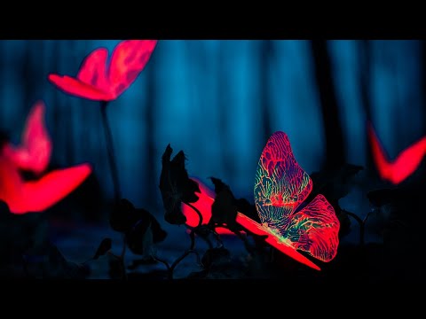 Summer Night - Daxten, Wai feat  Frank Moody I Pop Music