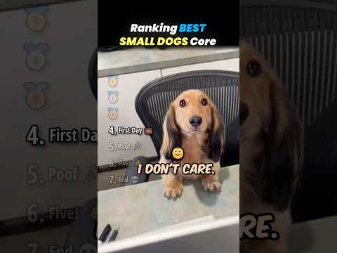 Ranking BEST SMALL DOGS Core Moments!! 🐶🍼