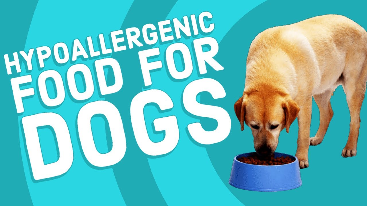 Watch video Hypoallergenic Food for Dogs Now Hypoallergenic Food for Dogs