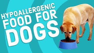 Hypoallergenic Food for Dogs