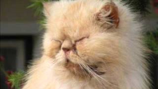 Chu Berry - Knock, Knock, Who's There