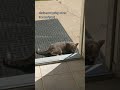 Grey Tabby Cat Shy To Social Shorts