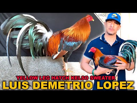 💯 Best Quality Yellow Leg Hatch Kelso Asil Sweater - LDL FARM Beautiful Birds