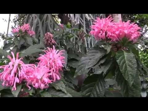 Logee Plants