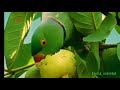 Natural Whatsapp Status Tamil Whatsapp Status Song Parrot Eating Quava Birds Status