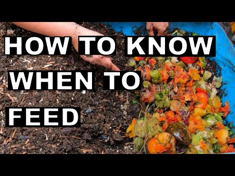 How to know when to FEED your worm bin- 55 gallon worm bin