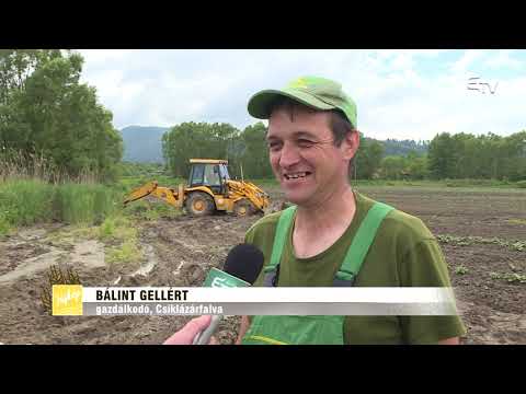 Tájkép: APIA, pityóka, vendéglátás – 2019. június 17.