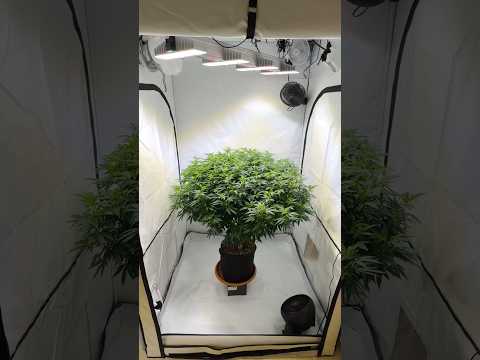 Runz x Layer Cake – Massive Growth 🌿 Full Tent Canopy in Veg Stage
