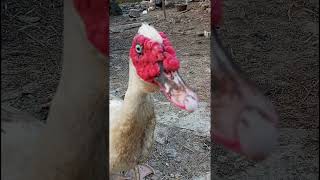 Download lagu suara entok jantan #ternakbebekentok #shortsviral #muscoveyduck #sound#bebekqu# mp3 Download lagu suara entok jantan #ternakbebekentok #shortsviral #muscoveyduck #sound#bebekqu# mp3