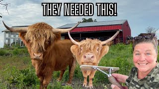 Fluffy Highland Cow Care Routine | Brushing, Grooming & Fly Control