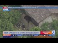 Bear passes out atop brick wall in Pacoima after taking tranquilizer to backside