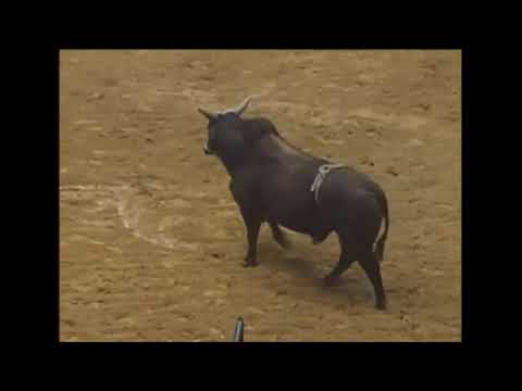 PBR 1999: Charles Litchfield horn to the face