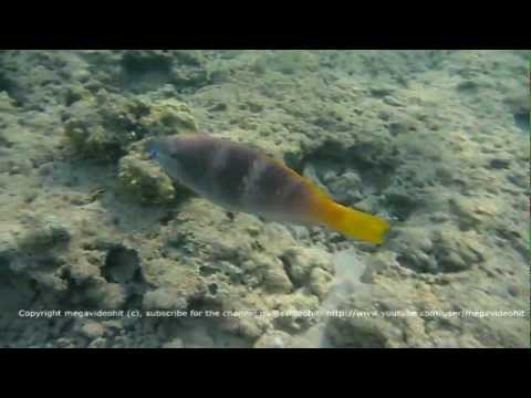 Scarus Hypselopterus Parrotfish Желтохвостая рыба-попугай Egypt