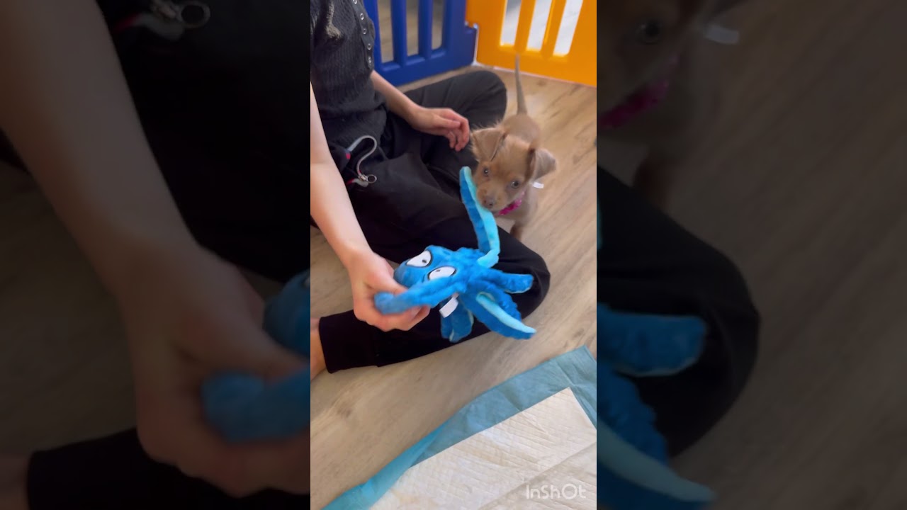 Enlarge Clementine, an adopted mixed breed in Ashburn, VA video 6/6