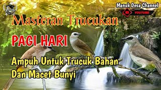 Download lagu Pancingan Trucukan PAGI HARI Ampuh Untuk Memancing Bunyi Trucuk Bahan Dan Macet Bunyi mp3 Download lagu Pancingan Trucukan PAGI HARI Ampuh Untuk Memancing Bunyi Trucuk Bahan Dan Macet Bunyi mp3