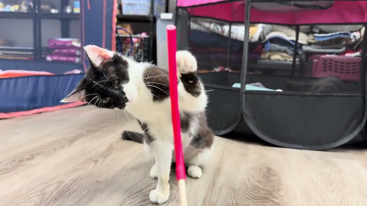 Betsy, a Adoptable Domestic Short Hair in Pleasant Hill, CA video 6/6