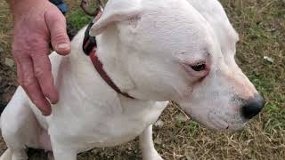 Video preview image #1 Bullypit Puppy For Sale in Bandera, TX, USA