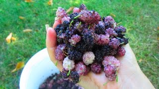 My Raw Food Foraging Adventure