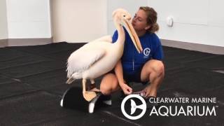 Ricky the Pelican's New Aviary at Clearwater Marine Aquarium