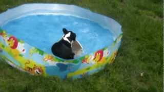 Pork Chop & the pool