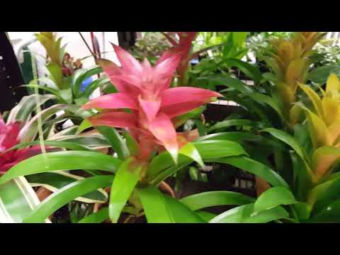 , title : 'How to care for a Bromeliad Plant | Donna Joshi