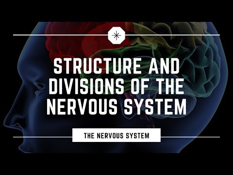 Structure and Divisions of the Nervous System