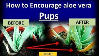 how to encourage aloe vera pups ( update after potting)