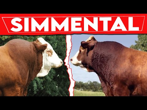 , title : '⭕ SIMMENTAL Cattle HISTORY ✅ Every Breed In The World || SIMMENTAL Bull / Biggest Bulls'