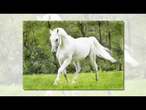 Šaban Bajramović - Parno gras   (Beli konj / White horse)