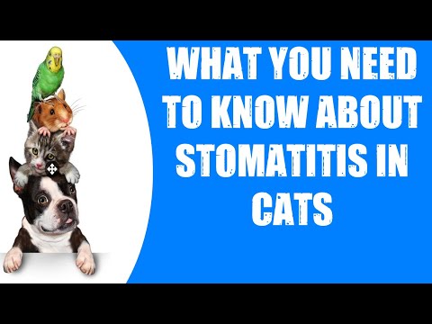 WHAT YOU NEED TO KNOW ABOUT STOMATITIS IN CATS