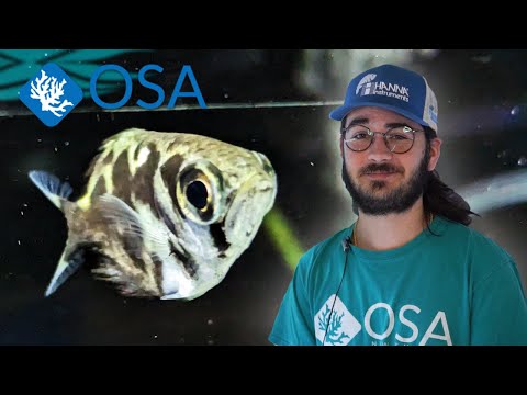 All About the Archerfish