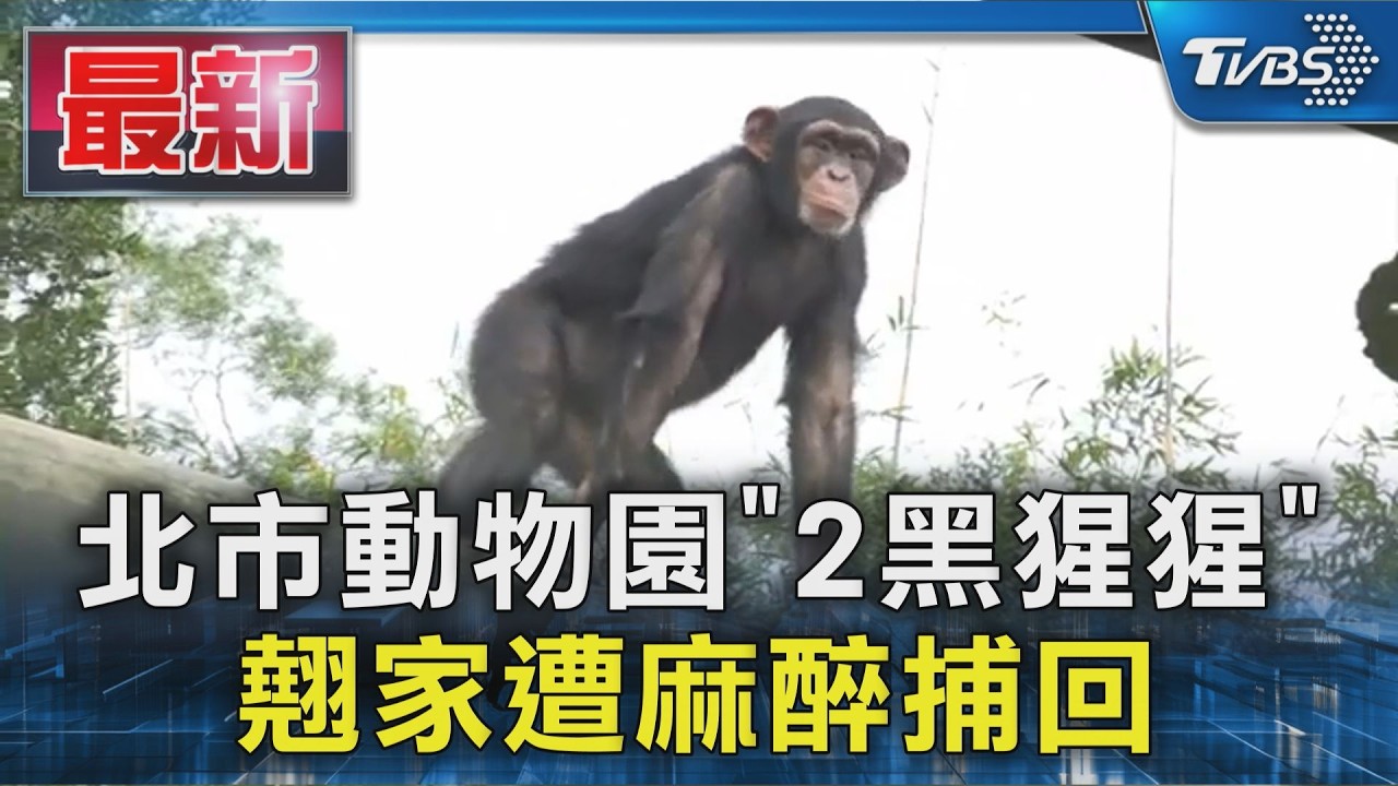 北市動物園「2黑猩猩」 翹家遭麻醉捕回｜TVBS新聞 @TVBSNEWS01